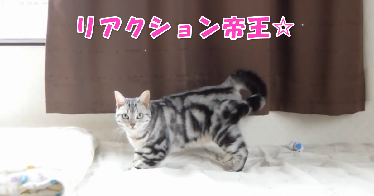 リアクション帝王　アイキャッチ