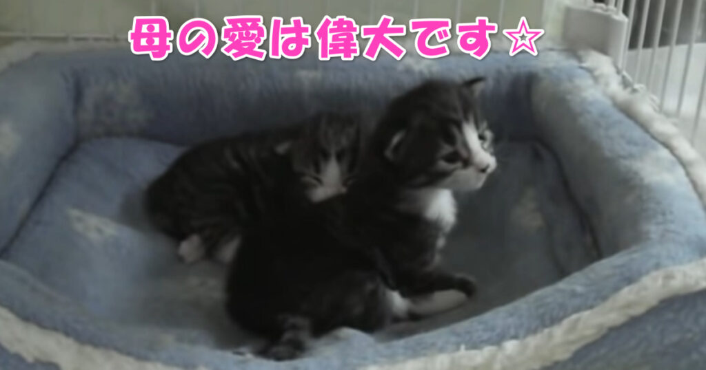 母の愛☆　子猫ちゃんのＳＯＳに即反応するお母さんニャンコ