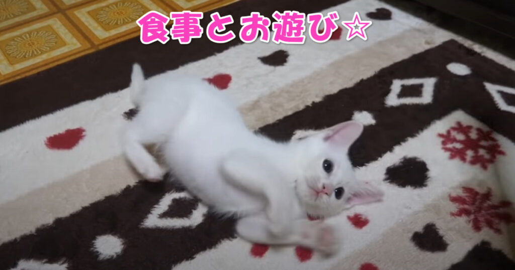 空腹子猫ちゃんと元気いっぱいの子猫ちゃん