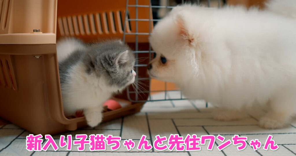 これからよろしく☆　新入りマンチカン子猫ちゃんとポメラニアン