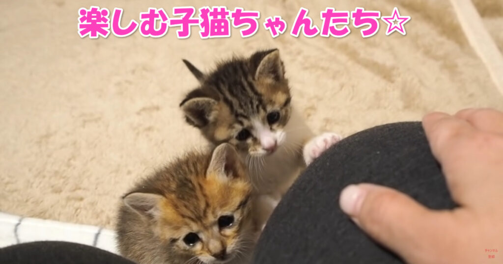 お食事・くつろぎ・甘え。楽しくすごす可愛らしい子猫ちゃんたち。