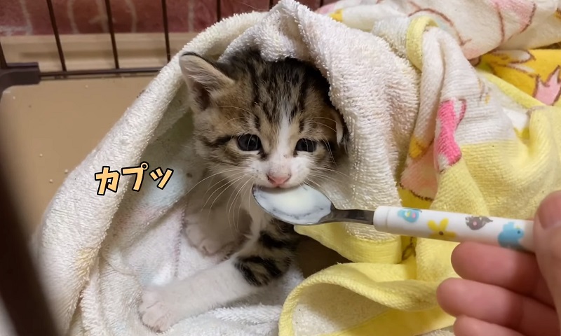 保護猫ちゃん　No-2