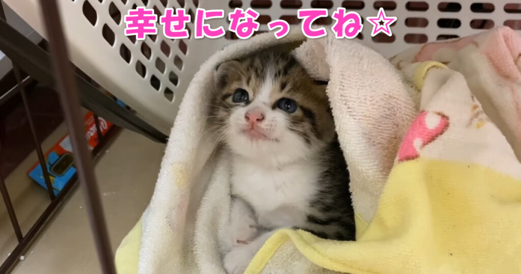 安心しちゃいました。危ないところを保護された子猫ちゃん。