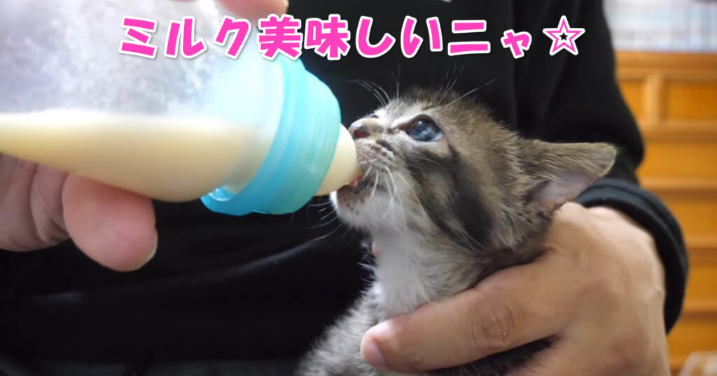 お腹が空いたニャ！　夢中になってミルクを飲む子猫ちゃん