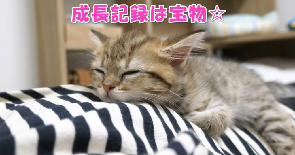 子猫ちゃんの成長記録動画。大事な宝物ですね☆