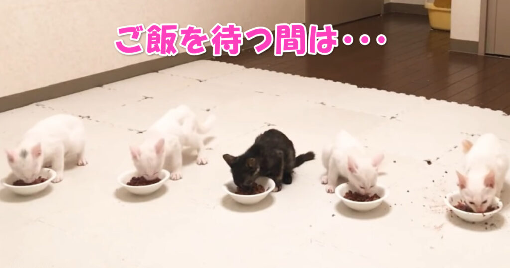 隠し撮り。お食事用意中に子猫ちゃんたちは何をしている？