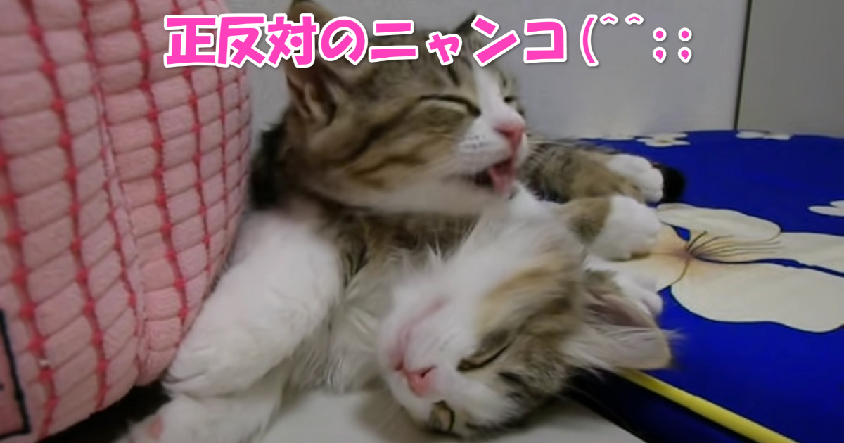 眠るニャンコと遊びたいニャンコ　アイキャッチ