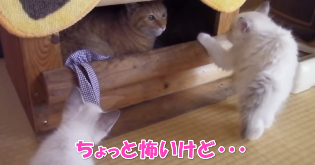 どうしても気になるニャ・・・　おっかなびっくり先住ニャンコに近づく子猫ちゃんたち