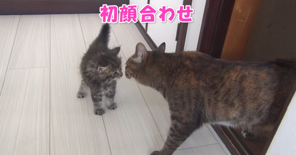 初顔合わせ。新入り子猫ちゃんと先住ニャンコ