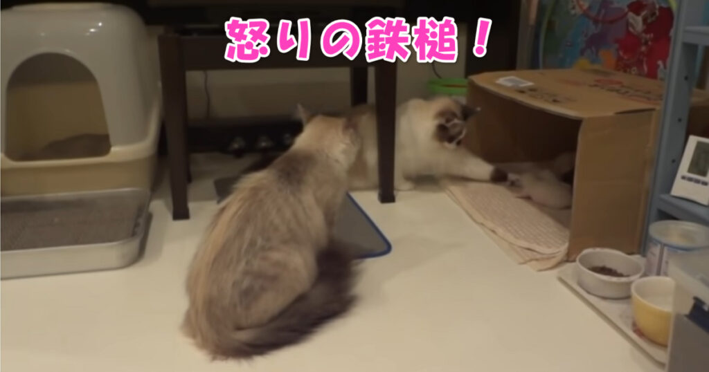 怒りの鉄槌！　子猫ちゃんをいじるニャンコに対するお母さんの怒り