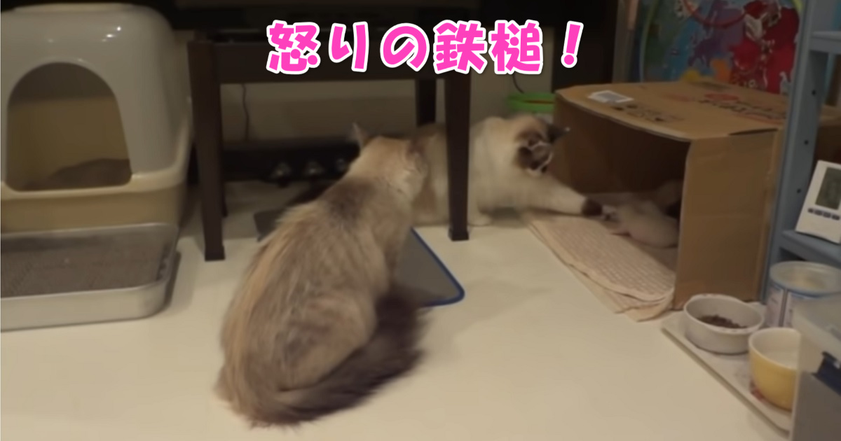 怒りの鉄槌　アイキャッチ