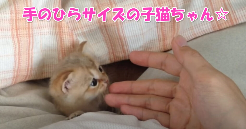 手のひらサイズ♡　脚の間でくつろぐちっちゃな子猫ちゃん