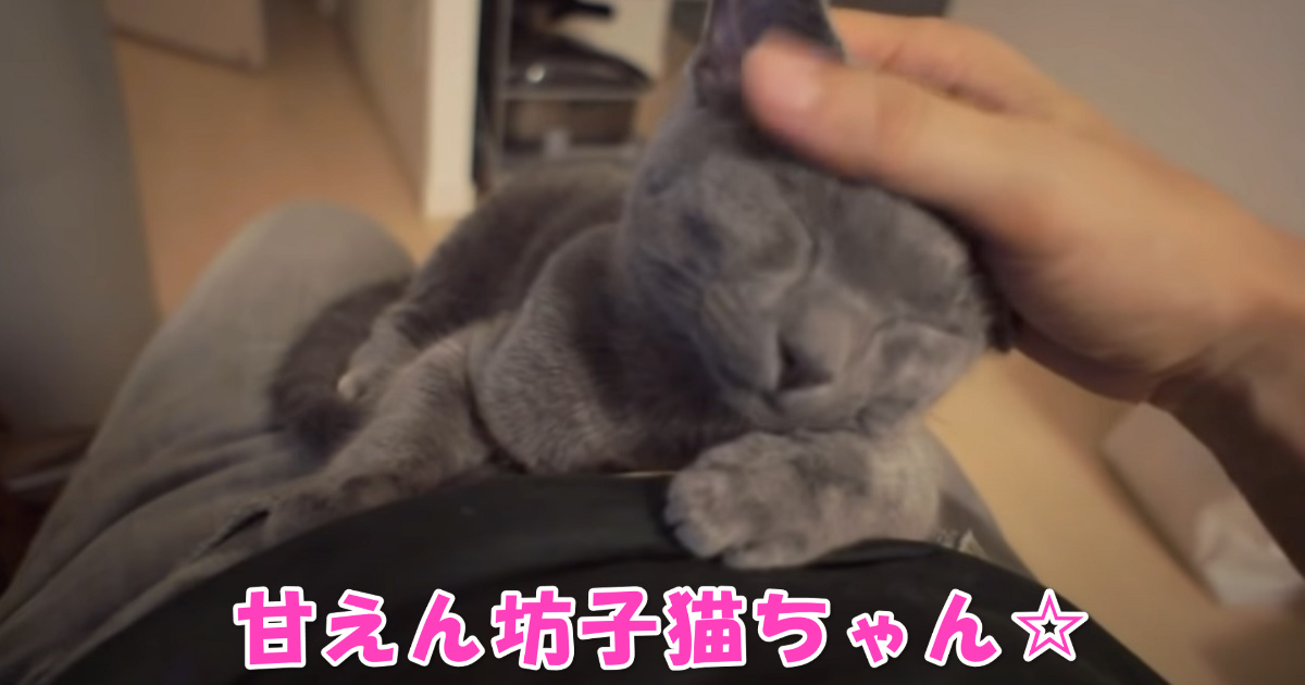 甘えん坊子猫ちゃん　アイキャッチ