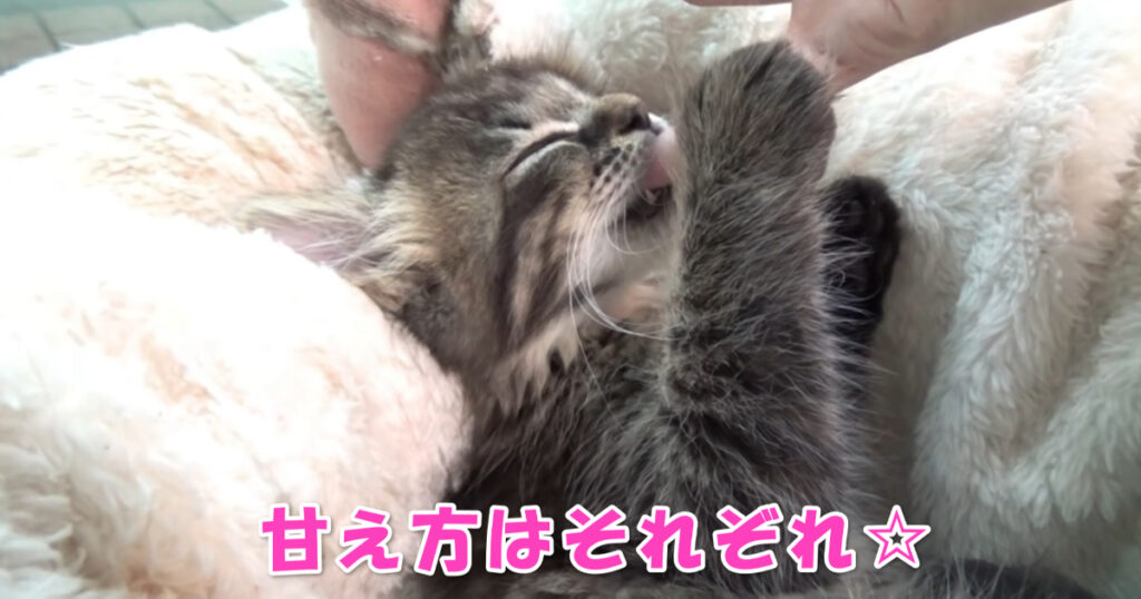 甘え方はそれぞれ。眠る前に甘える子猫ちゃんたちが可愛らしい♡