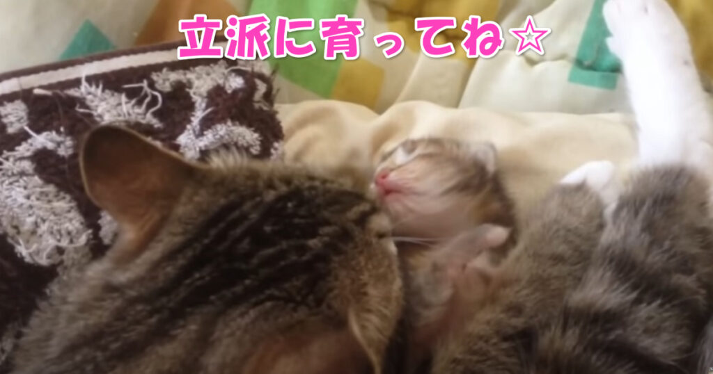 愛情を受けて立派に育ってね☆　生まれた直後の子猫ちゃんとお母さんニャンコ