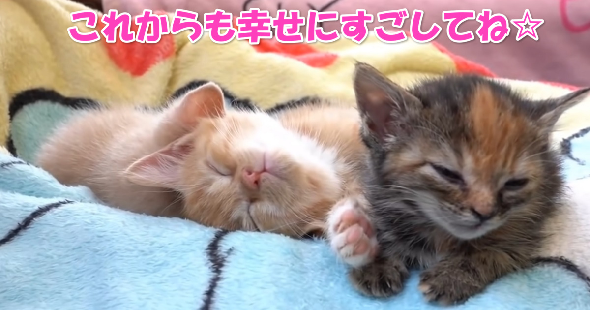 保護された子猫ちゃんたち　アイキャッチ