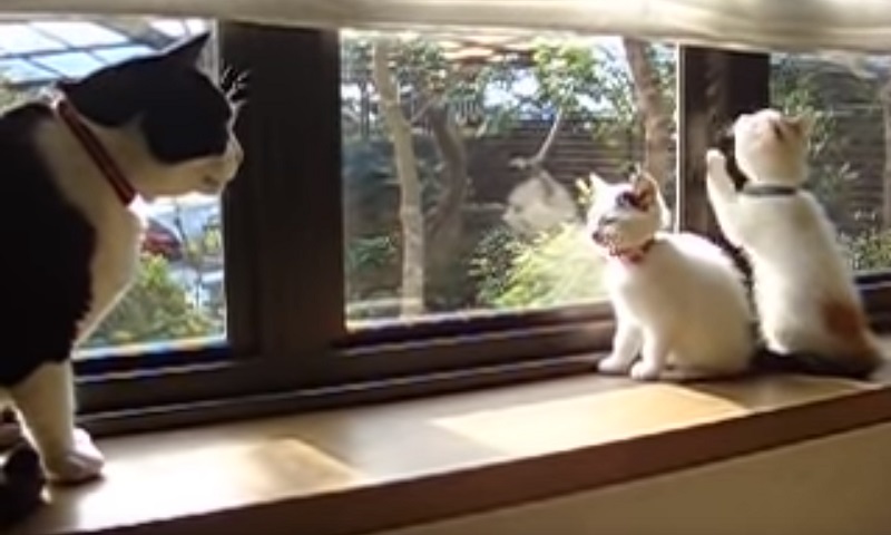 子猫ちゃんたちと先住ニャンコ　No-3