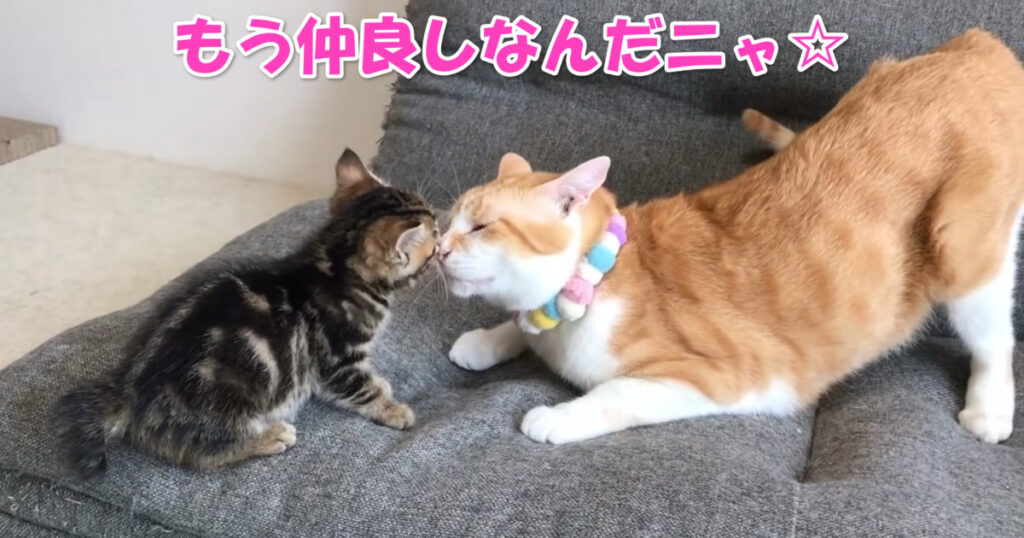 もう仲良しなんだニャ☆　新入り子猫ちゃんと先住ニャンコ