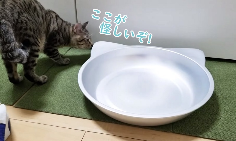 くつろぐ猫　No-1