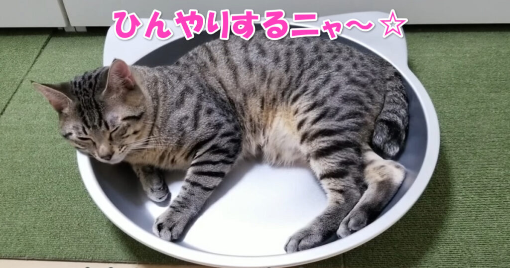 ひんやりするニャ～☆　冷たい猫鍋でくつろぐニャンコ