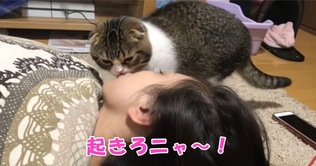 起きろニャ～！　起こしたいニャンコと眠りたいご主人さま