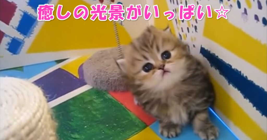 癒しの光景がいっぱい♡　とっても可愛らしい子猫ちゃんたちの動画集