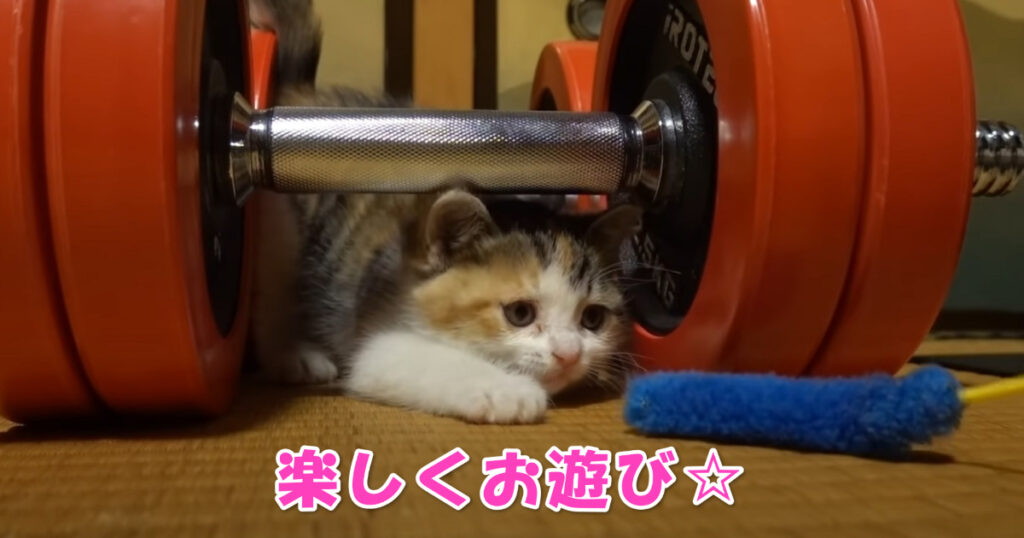 ご主人さまと楽しくお遊び。猫じゃらしに夢中な子猫ちゃん