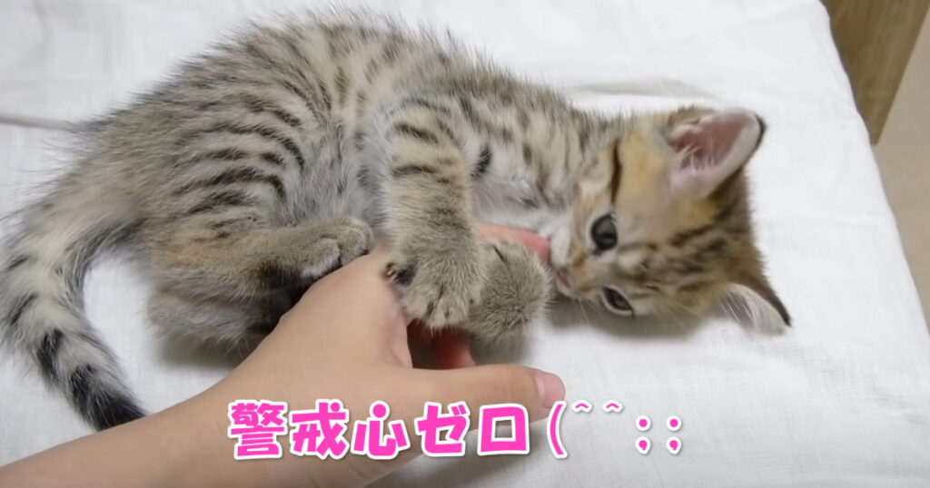 警戒心ゼロ(^^;;　家にやって来てすぐさまへそ天で甘えてくれる子猫ちゃん