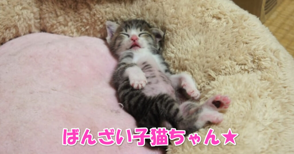 バンザイだニャ☆　へそ天・バンザイ寝で熟睡する子猫ちゃん