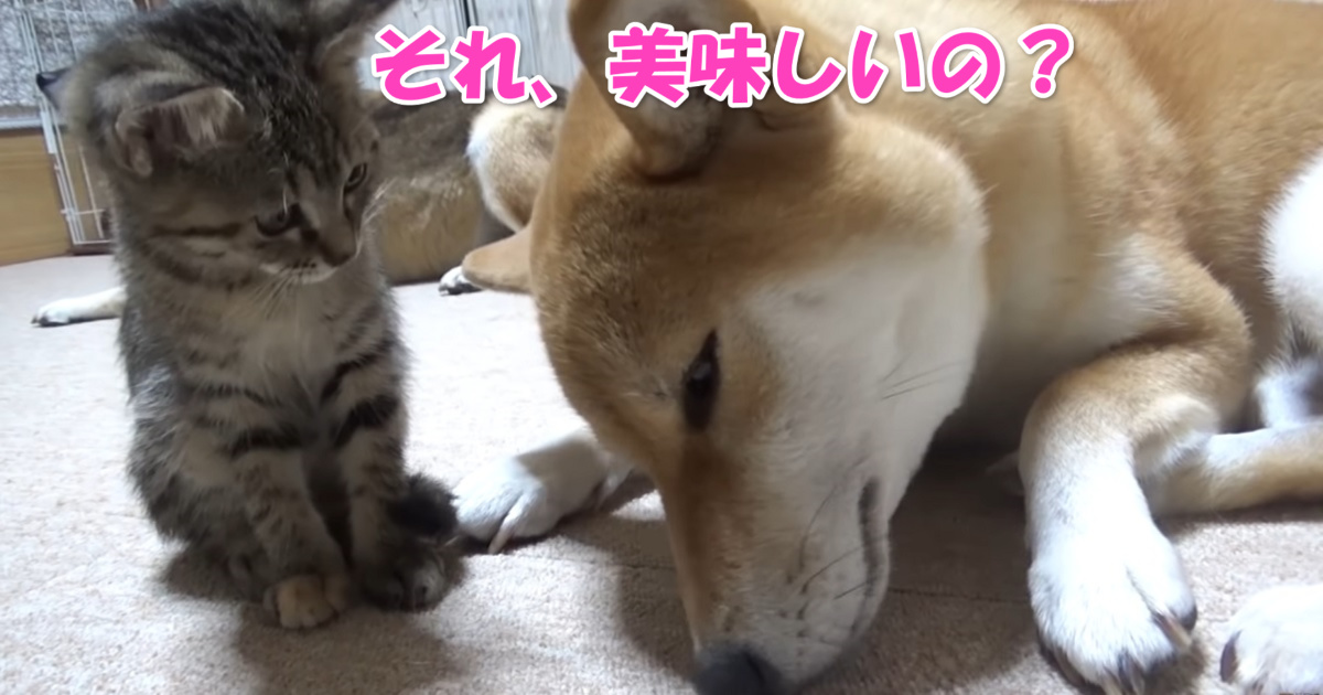 舐める犬　アイキャッチ