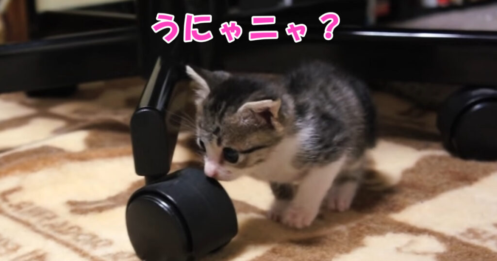 うにゃニャ？？？　反応に困っている子猫ちゃん