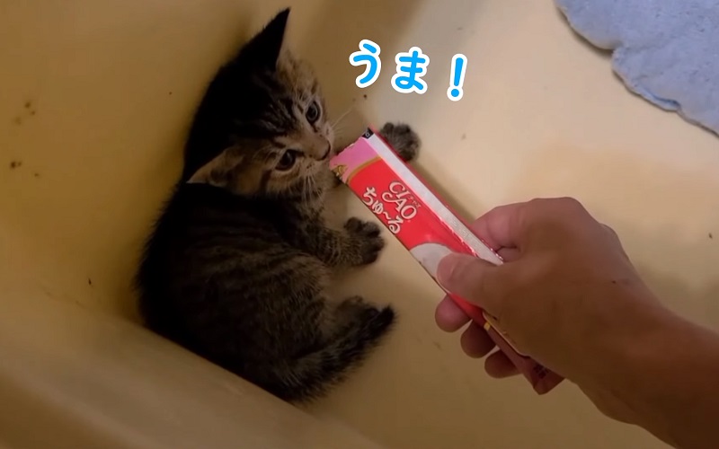 保護猫　No-2