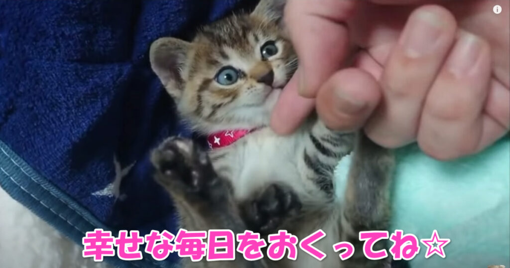 保護された子猫ちゃん、少しずつ環境に慣れてきているみたいです。