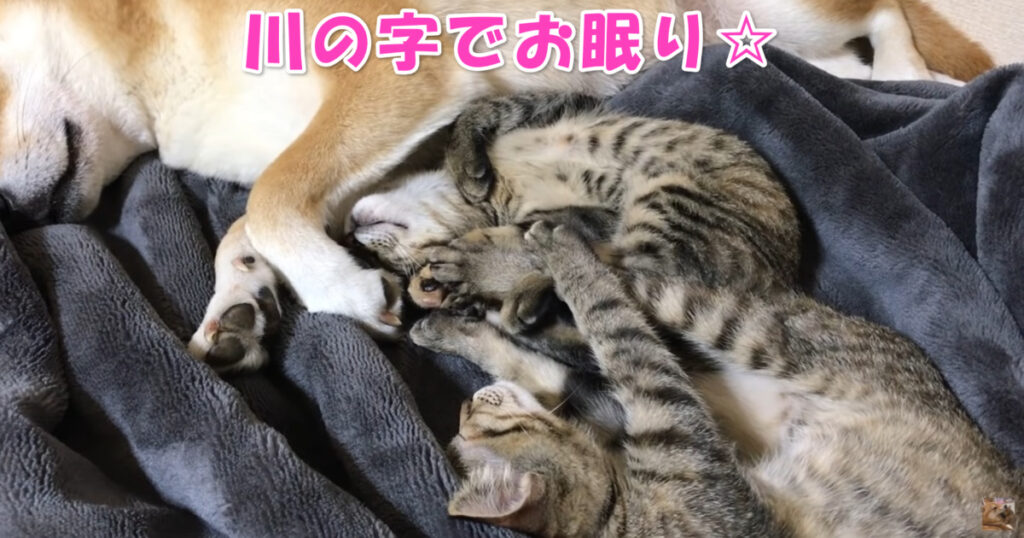 川の字でお眠り☆　爆睡中の子猫ちゃんの毛づくろいをしていたけれど・・・