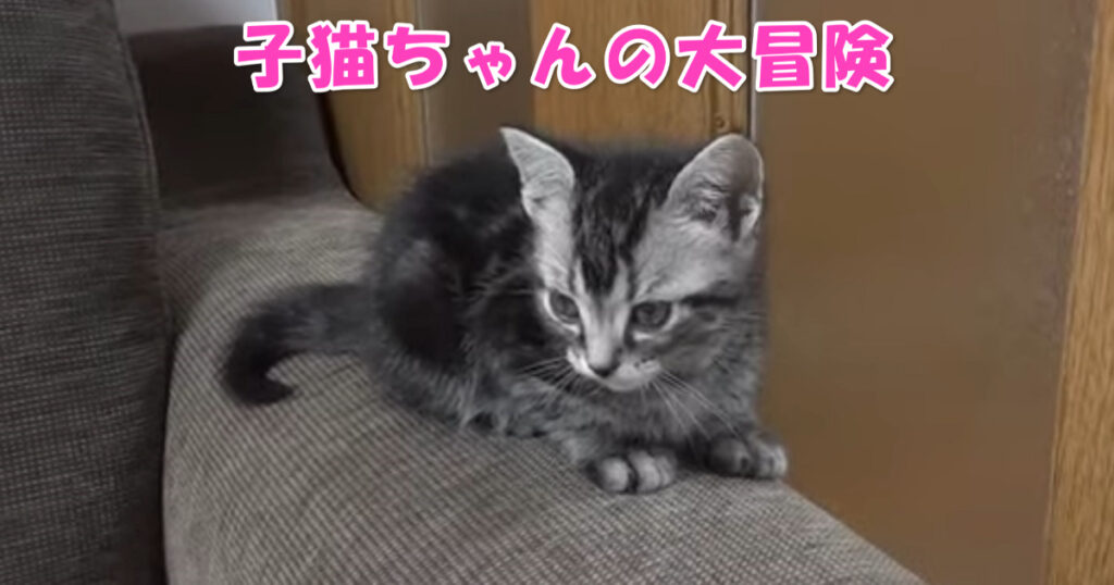 大冒険！　新しくお家にやって来たアメショーの子猫ちゃん