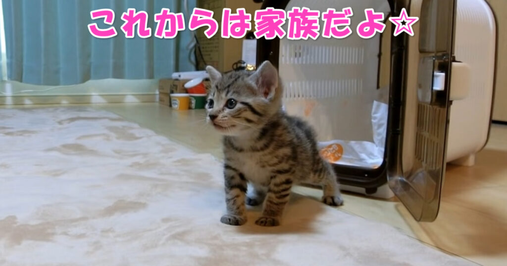 これからは一緒に楽しく暮らそうね☆　お家にやって来たばかりの子猫ちゃん