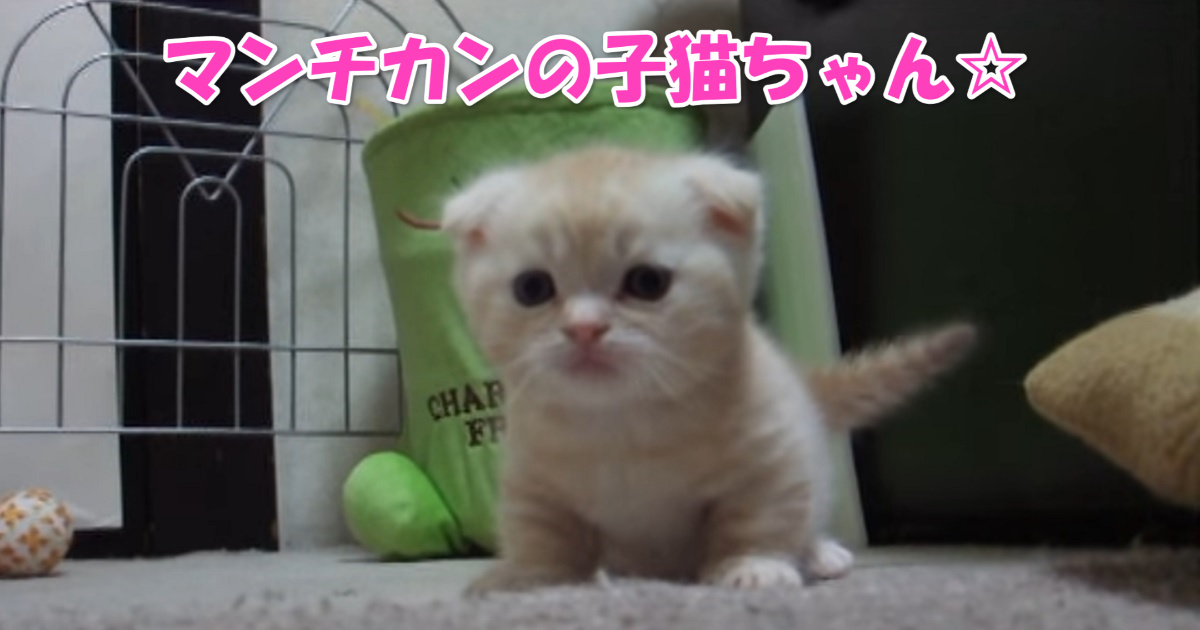 マンチカンの子猫　アイキャッチ