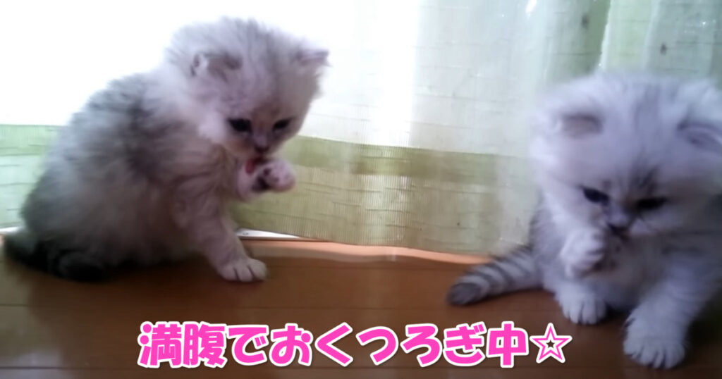 満足だニャ☆　お腹いっぱいになってくつろぎ中のチンチラシルバーの子猫ちゃんたち