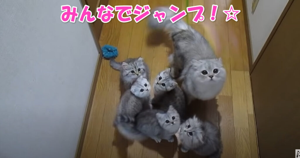 みんなでジャンプ☆　猫じゃらしに飛びつくスコティッシュフォールドの子猫ちゃんたち