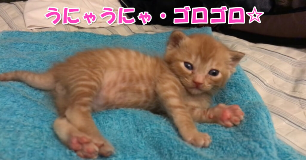 うにゃうにゃ☆　毛布の上で気持ちよさそうにゴロゴロしている子猫ちゃん