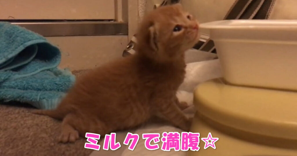 満腹だニャ☆　ミルクを飲んだ後にのんびりと楽しむ子猫ちゃん