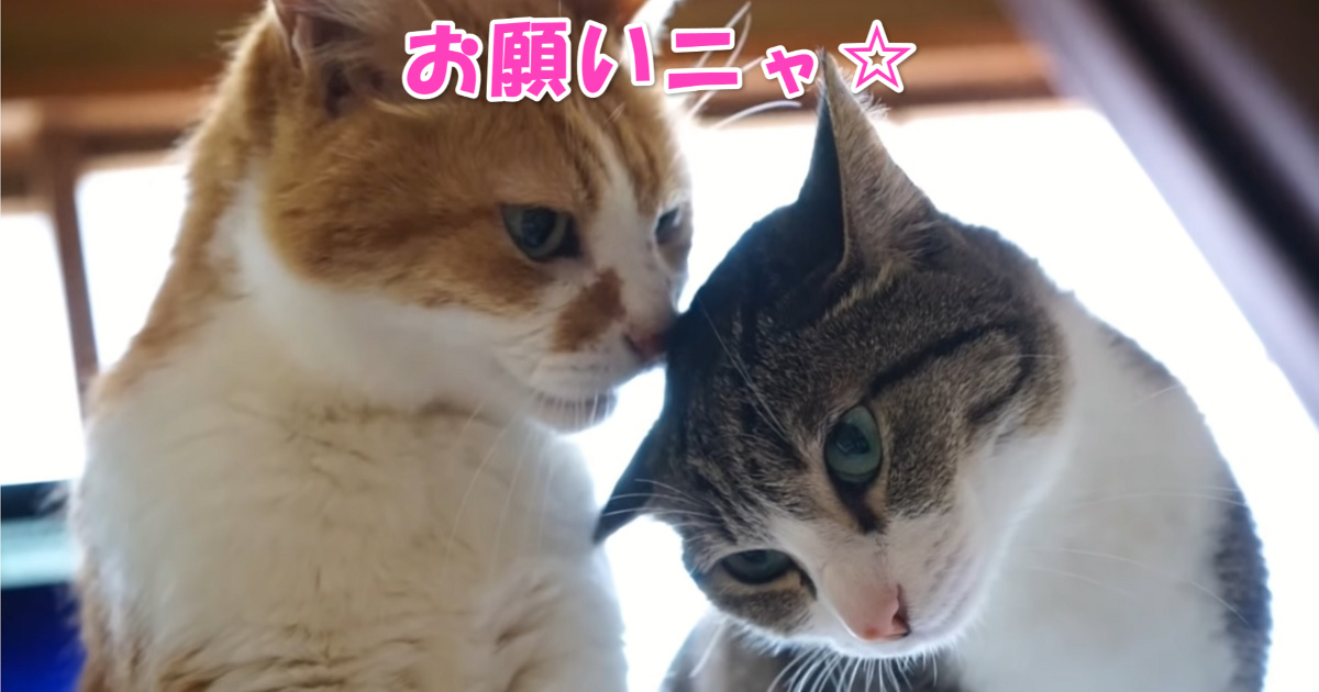 お願いニャ　アイキャッチ