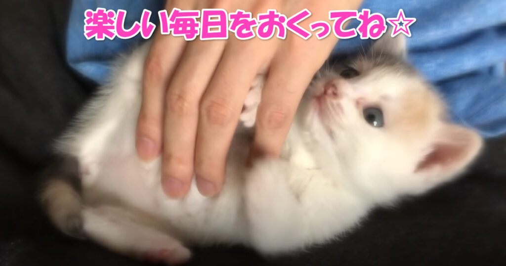 楽しい毎日が待ってるよ。保護されたばかりの子猫ちゃん