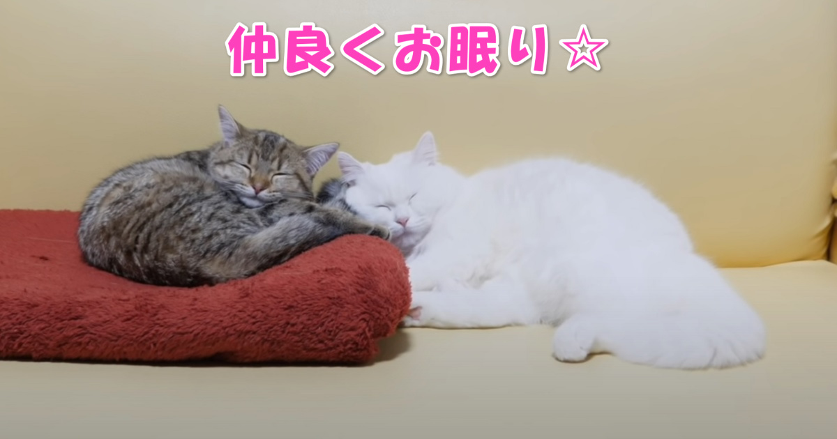 一緒にお眠り　アイキャッチ