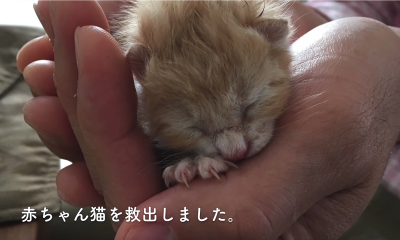 保護された子猫　No-1