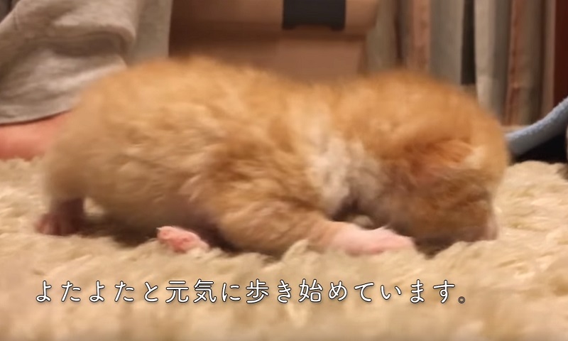 保護された子猫　No-2