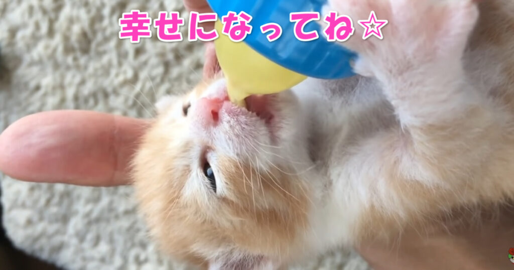 幸せな猫生をおくってね。　保護された目も開いていない子猫ちゃん