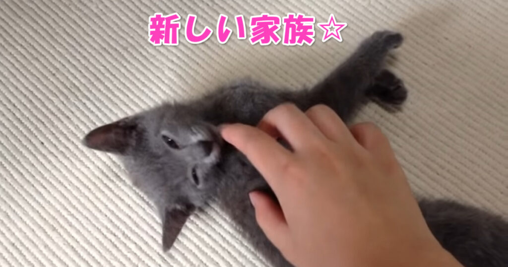 いらっしゃい☆　新しくお家にやって来た子猫ちゃん