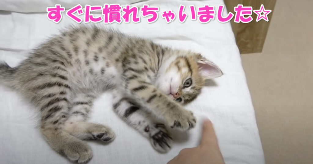 心が強いのかな？　お家に来て１時間でへそ天で甘える子猫ちゃん