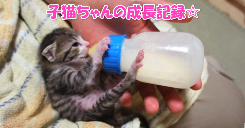 子猫ちゃんの成長記録。　お家にやって来てから１ヶ月間の成長記録